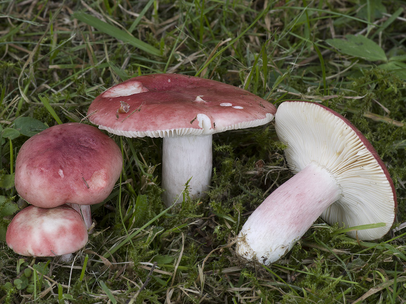 Russula sanguinaria